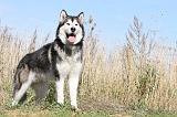 ALASKAN MALAMUTE 032